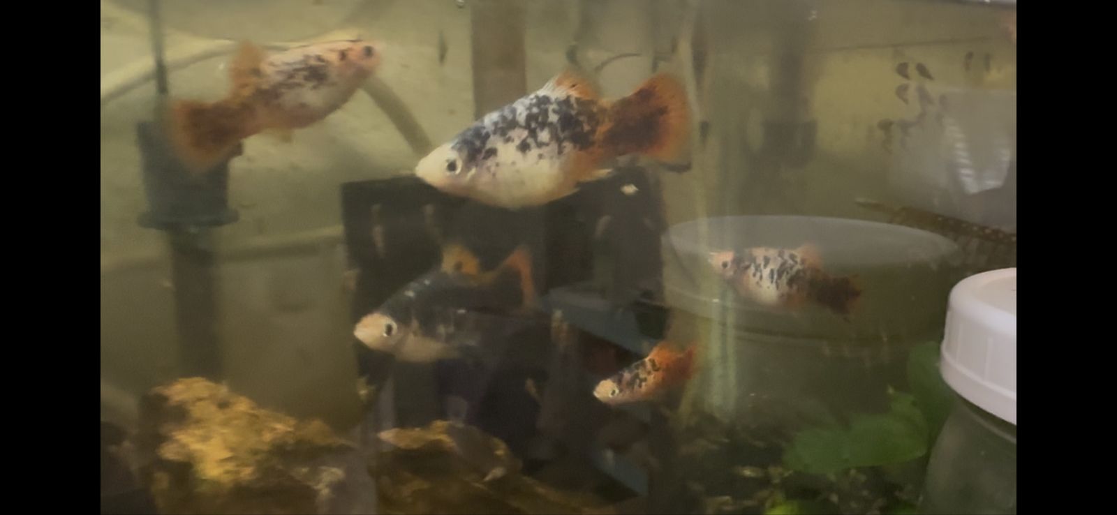 Dalmatian Platies
