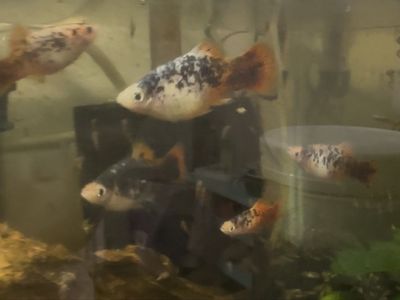 Dalmatian Platies