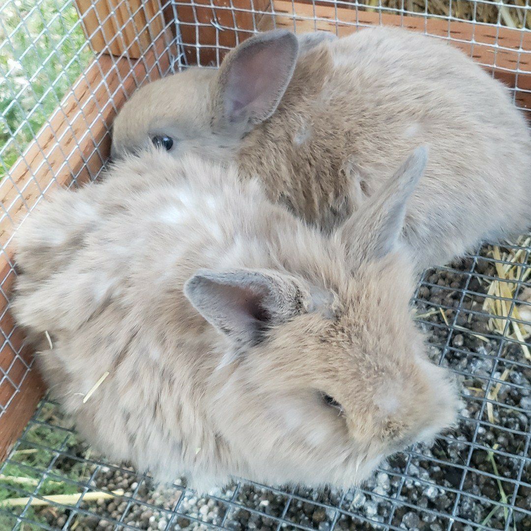 blue torte Lionhead BUNNIES!