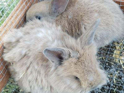 blue torte Lionhead BUNNIES!