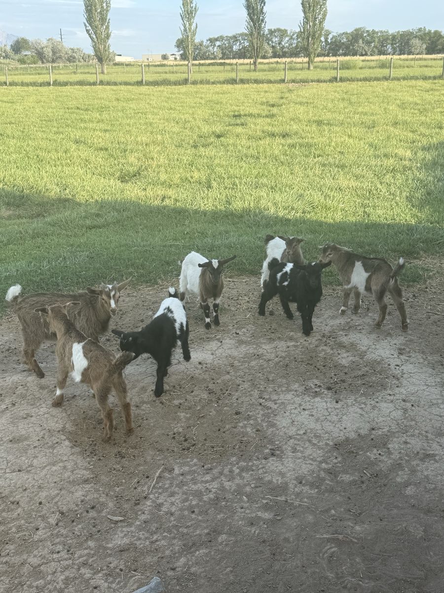 Baby Fainting Goats for sale