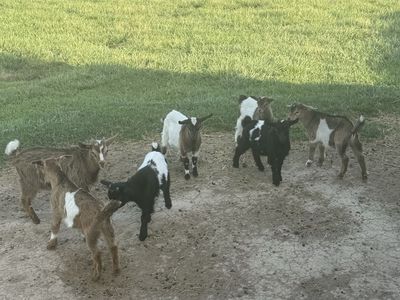 Baby Fainting Goats for sale