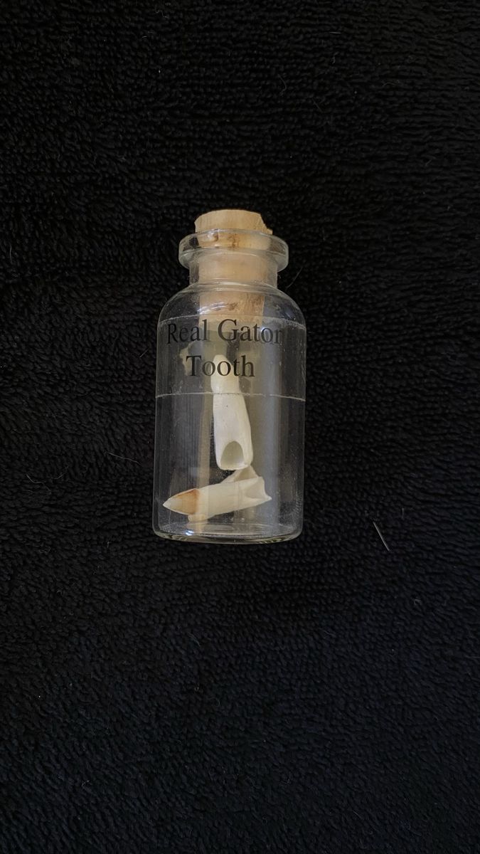 Real Gator Tooth in Glass Bottle - Unique Collector's Item
