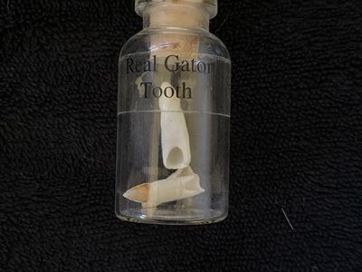 Real Gator Tooth in Glass Bottle - Unique Collector's Item
