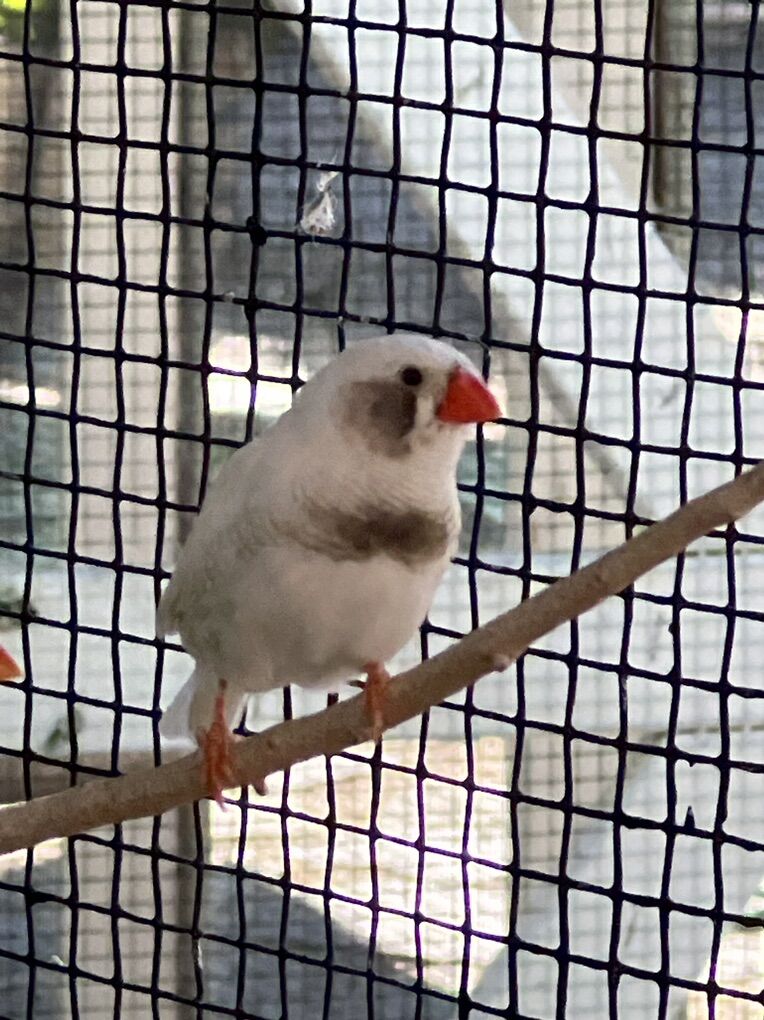 Zebra Finches