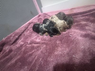 AKC mini dachshunds 2 litters! Can deliver to Ogden