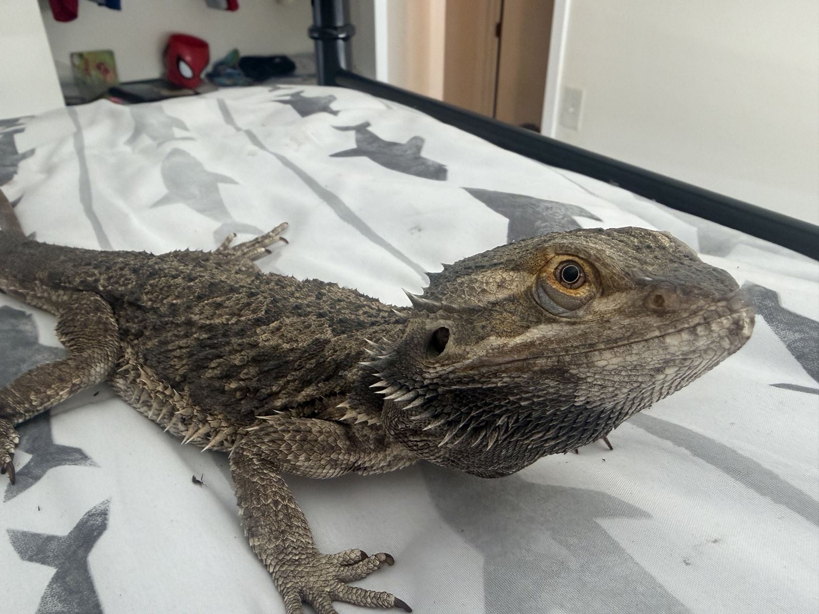 7year old bearded dragon