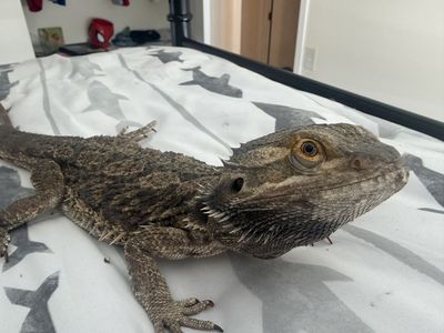 7year old bearded dragon
