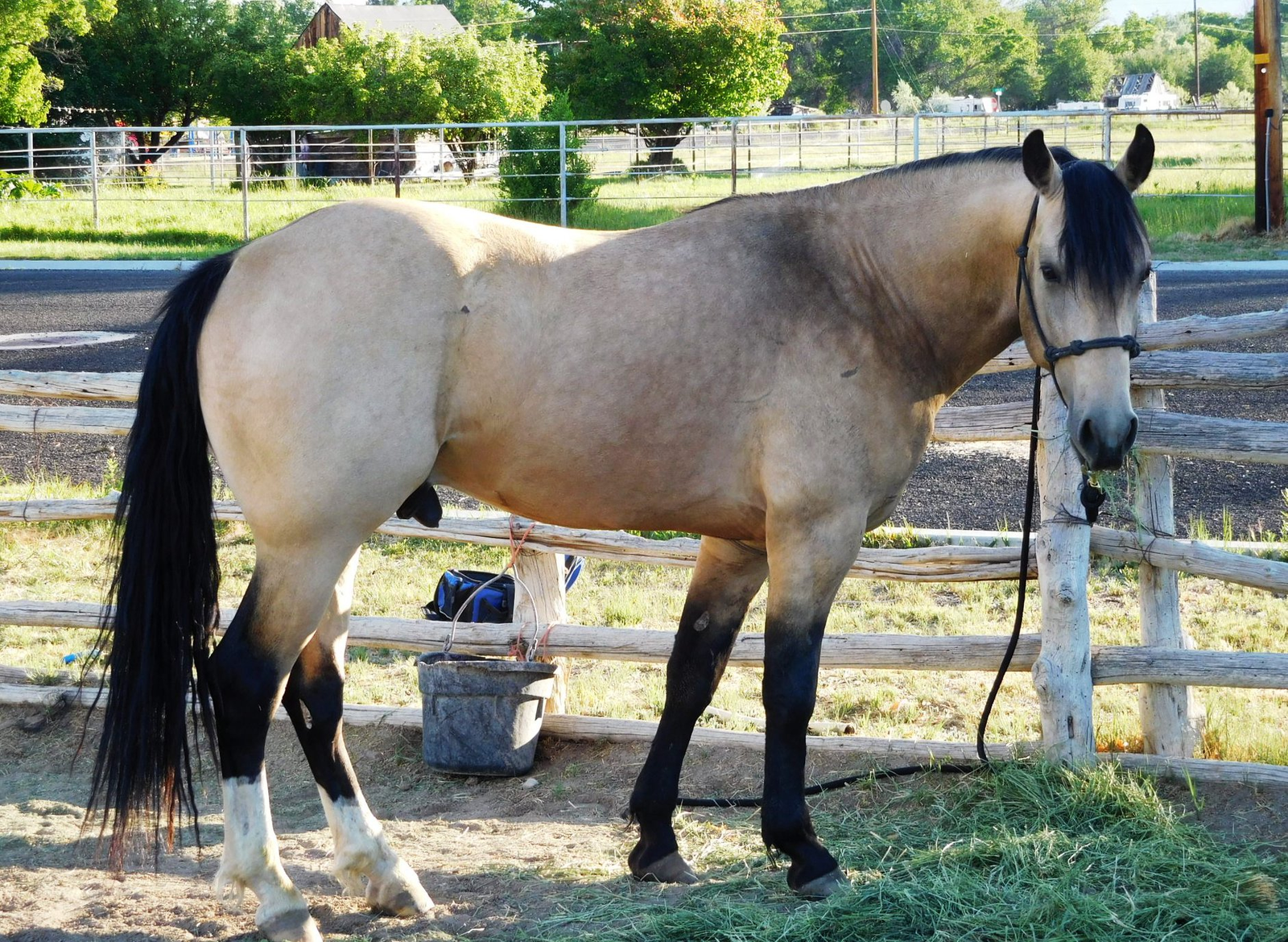 Missouri Fox Trotter Stud Service Doc