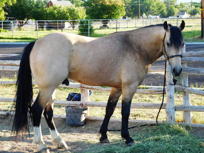 Missouri Fox Trotter Stud Service Doc