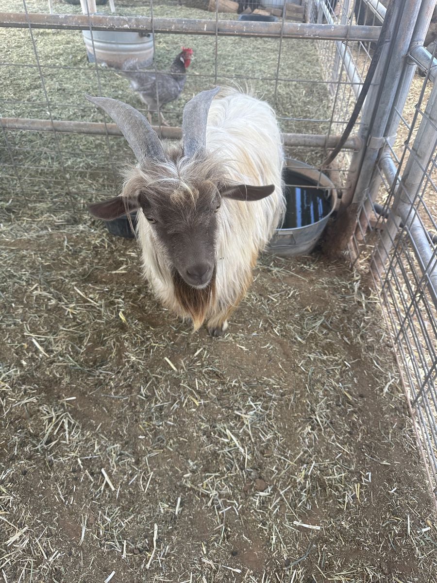 Mini Silkie Fainting Buck 