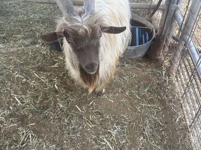 Mini Silkie Fainting Buck