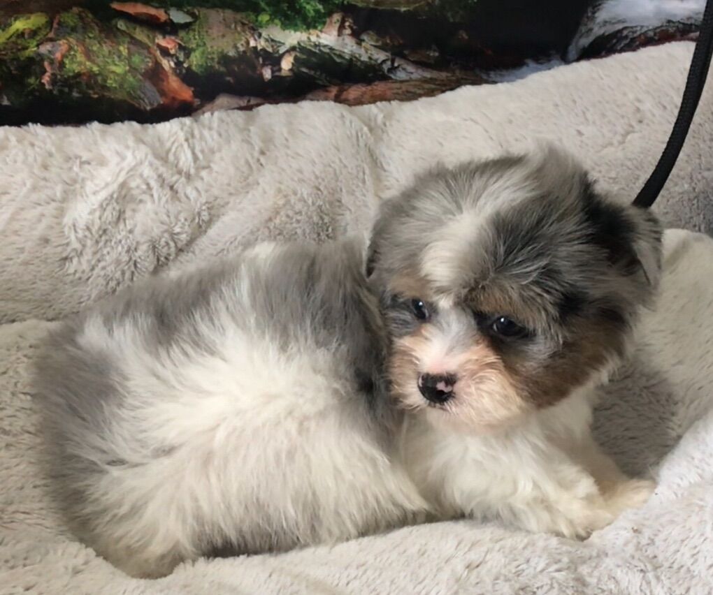 Tofu Blue Merle Yorkie  Puppy Yorkshire Terrier