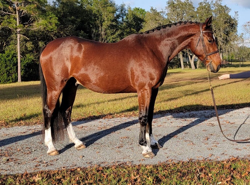Bay Warmblood Gelding