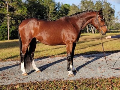 Bay Warmblood Gelding