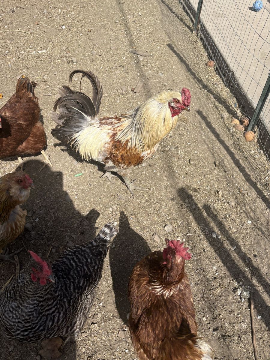 Free rooster