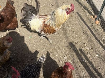 Free rooster