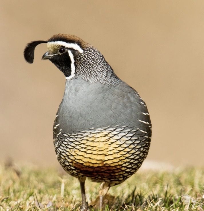 Wanted Valley/California Quail Chicks