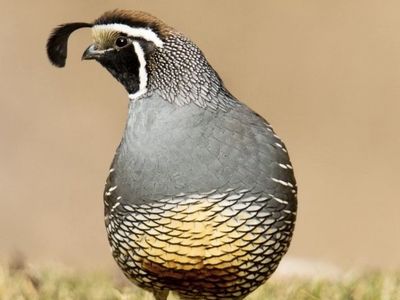 Wanted Valley/California Quail Chicks