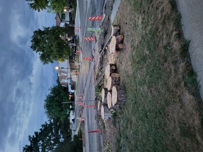Free firewood