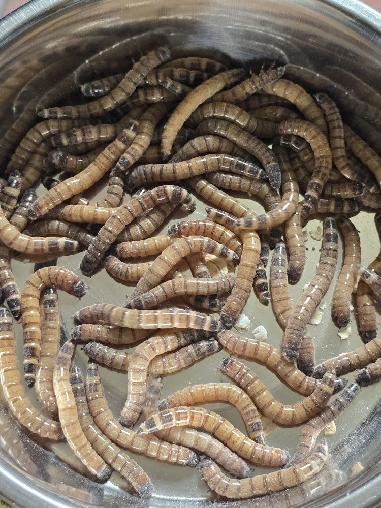 Fresh Mealworms for Reptiles, Birds, Fish, and Other Pets - Live Food