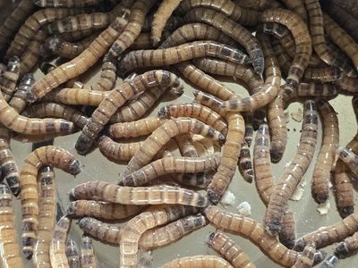 Fresh Mealworms for Reptiles, Birds, Fish, and Other Pets - Live Food