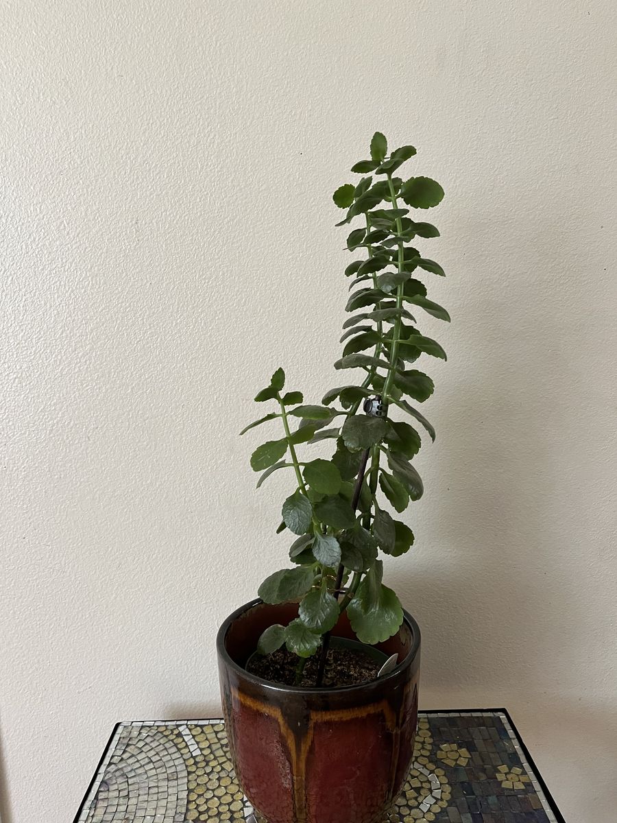 Kalanchoe Plant