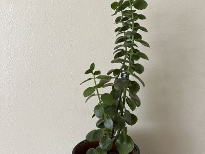 Kalanchoe Plant