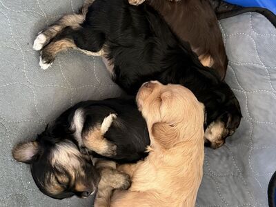 TeddyBear Yorkie Puppies