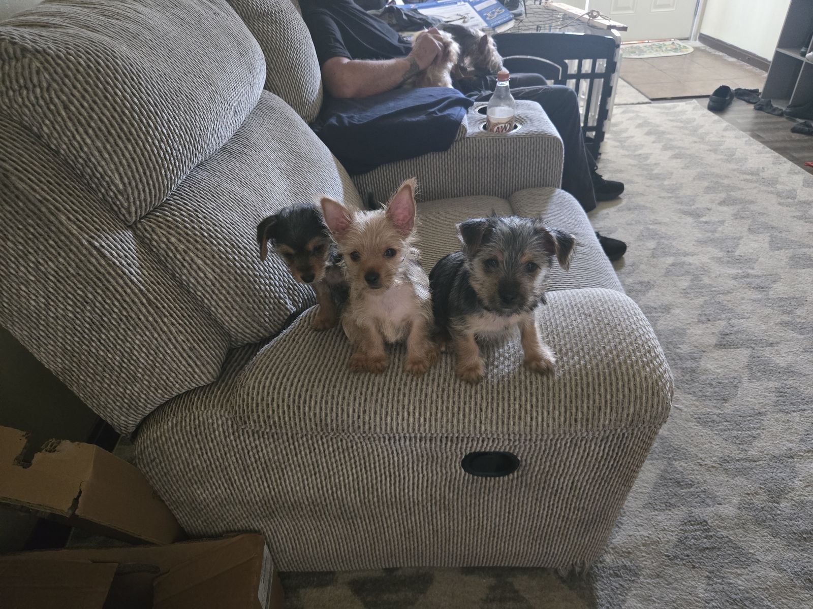 2 Adorable Yorkie Puppies