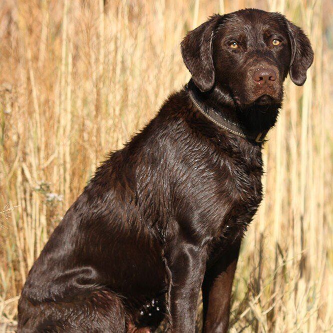 AKC Big Chocolate Lab Studd
Retriever Labrador Stu