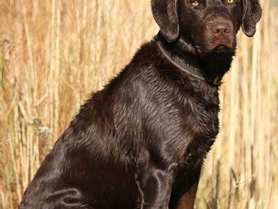AKC Big Chocolate Lab Studd
Retriever Labrador Stu