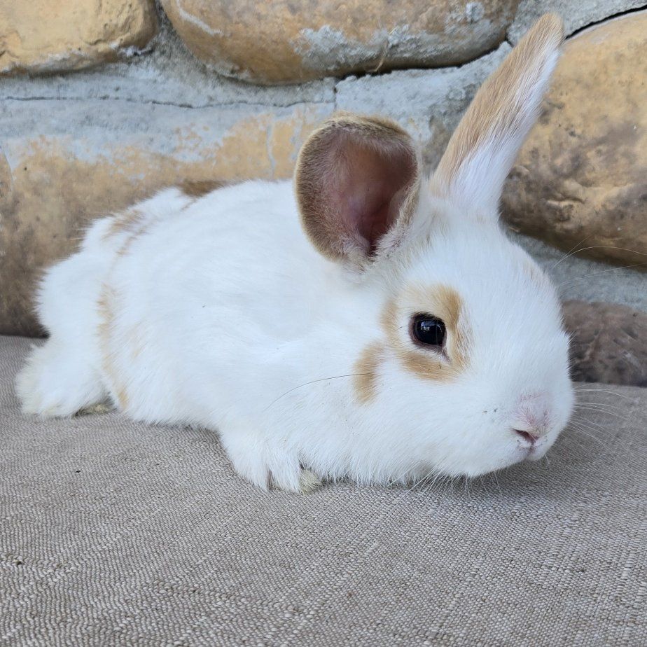 Holland Lop/mini Rex baby bunny