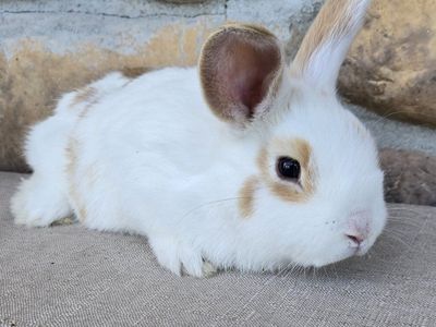 Holland Lop/mini Rex baby bunny