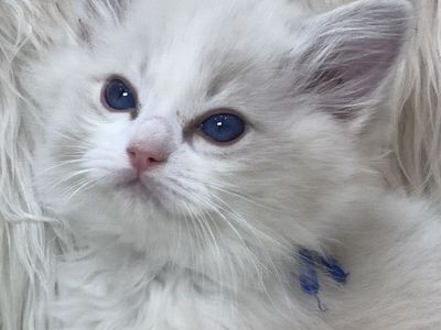 GORGEOUS PUREBRED PAPERED RAGDOLL KITTENS!!!