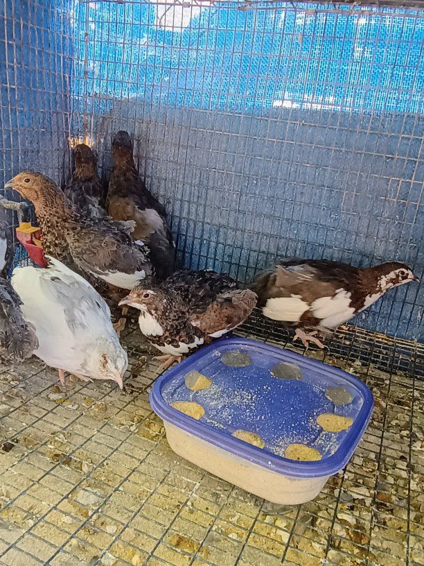 Jumbo Coturnix Quail