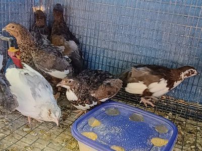 Jumbo Coturnix Quail
