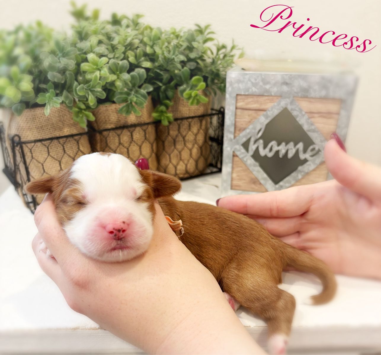 KING BERNEDOODLES ALX4 GENE