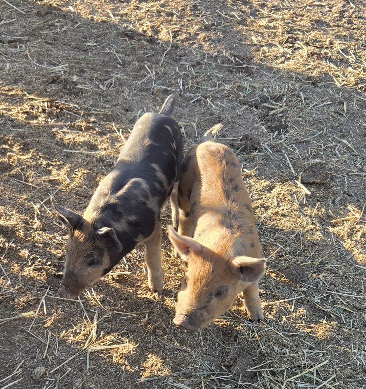 piglets