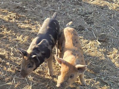 piglets
