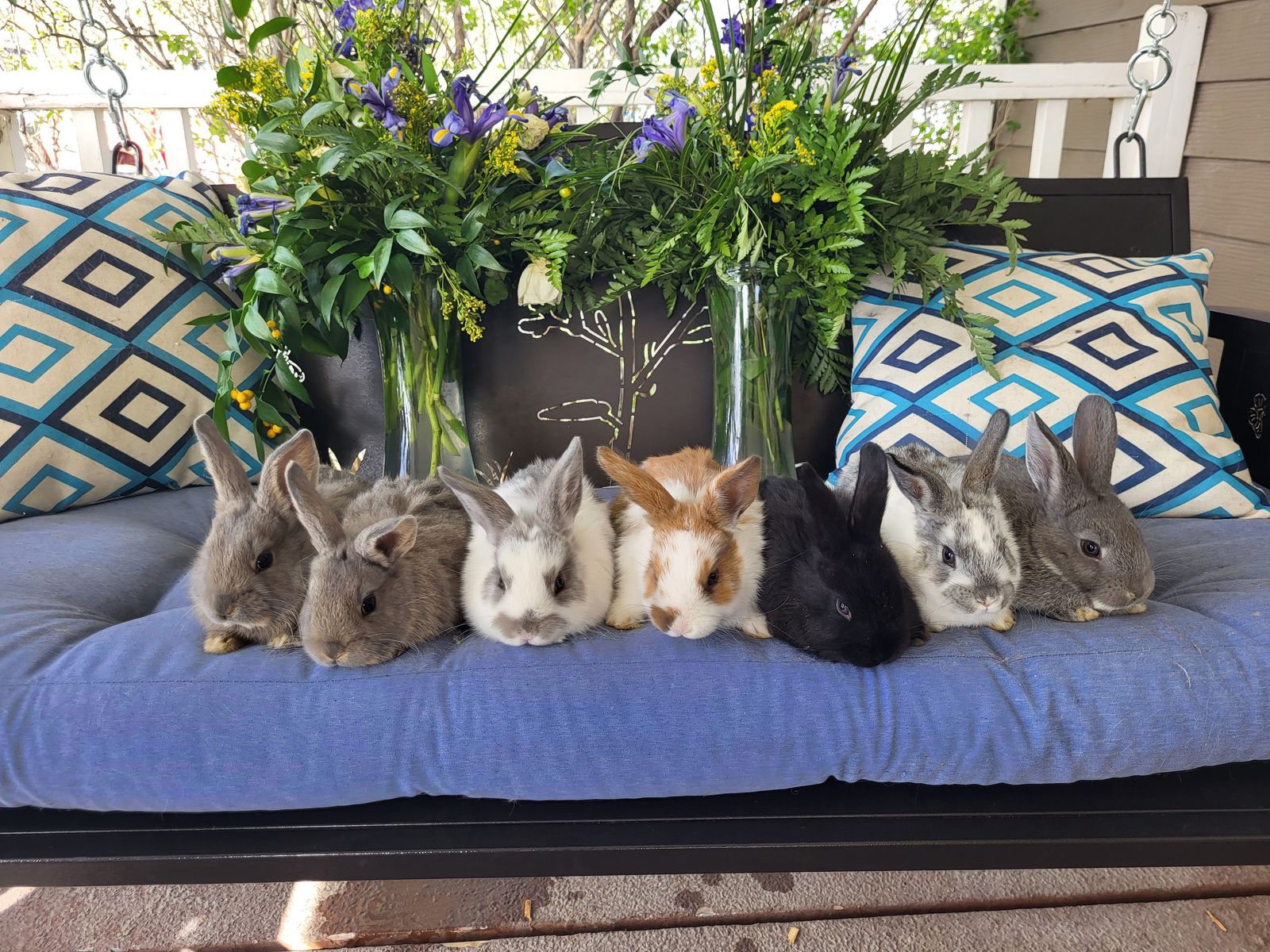 Bunnies
