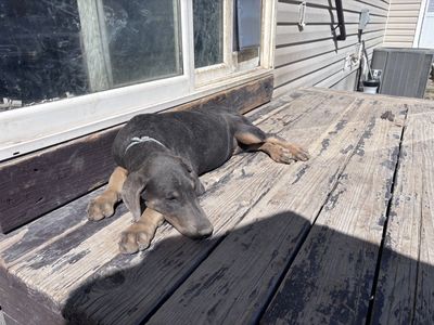 American Doberman Puppy Available Now