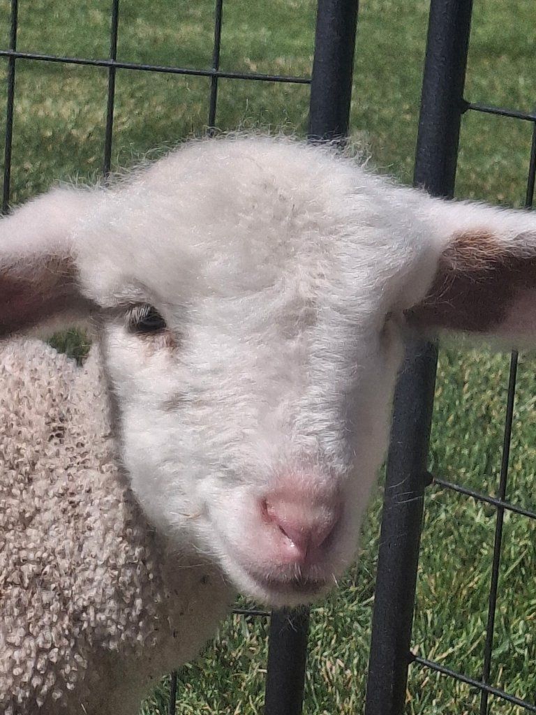 Sheep for sale