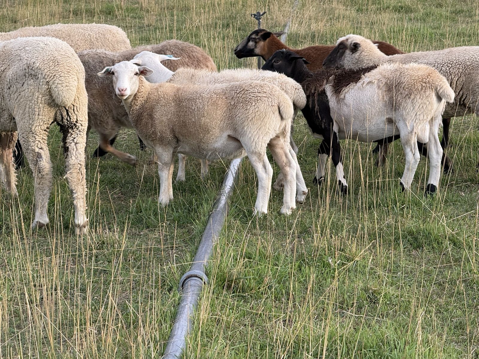 34 sheep available 
