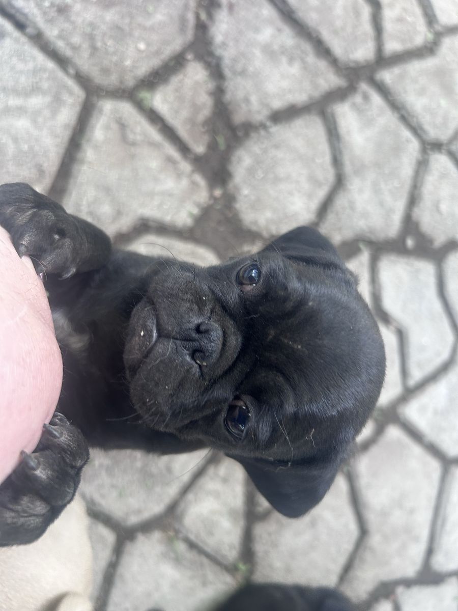 Pup puppies for sale