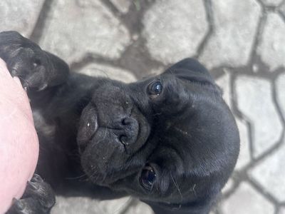 Pup puppies for sale