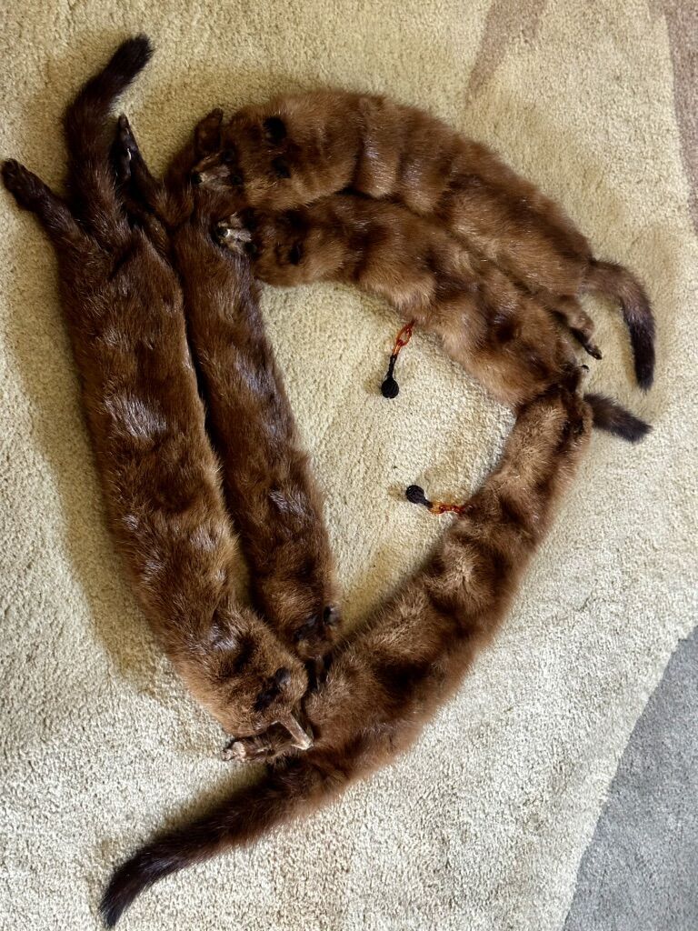 Vintage 5 Pelt Mink Collar/Stole The J L Hudson Co