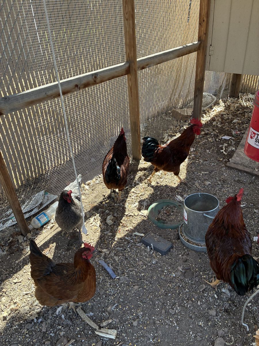 Roosters 
