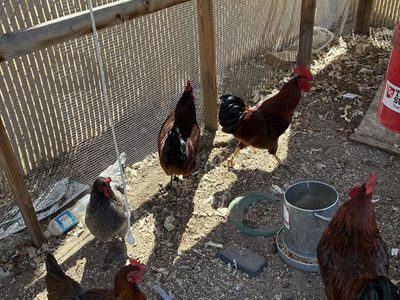 Roosters