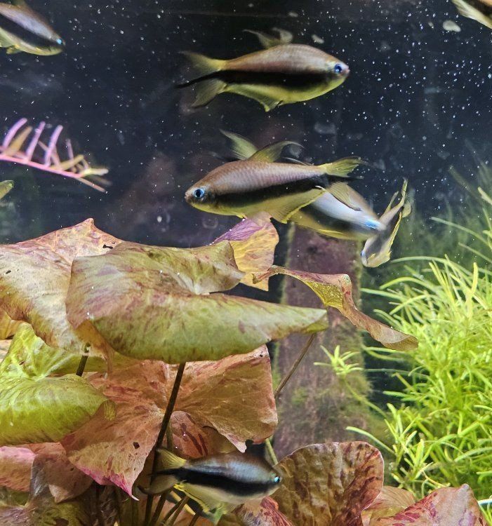 Emporer Tetras